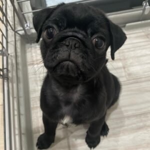 Luna