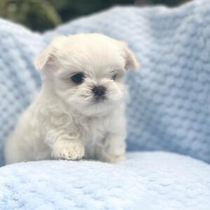 Maltese