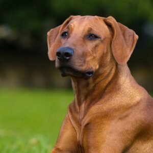 Rhodesian